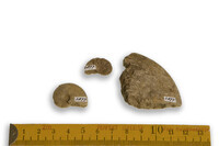 F 03877
<br/>
<br/>
<em></em>